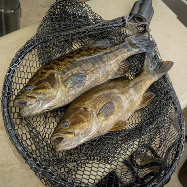 Top Water Small Mouth Bass Fishing has been great. Holston River Fishing Report.