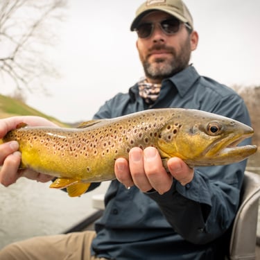 Big Brown Trout on Watauga River March 2025