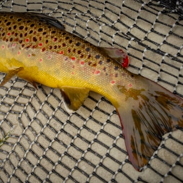 Fly fishing for wild brown trout in Tennessee