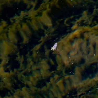 Sulfur hatch on the Watauga River Tennessee