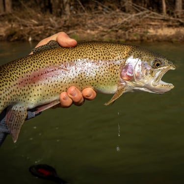 Big Rainbow Trout on the Watauga in Tennessee