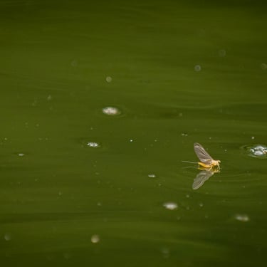 The Suphur mayfly on the South Holston River.
