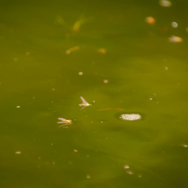 Sulphur dry flies on the South Holston River.