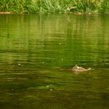 Brown trout Sipping dry flies on the South Holston River.