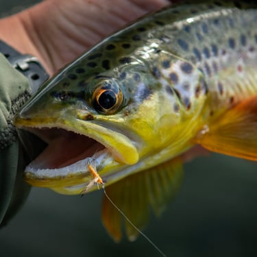Sulphur dry fly in a brown trouts mouth.
