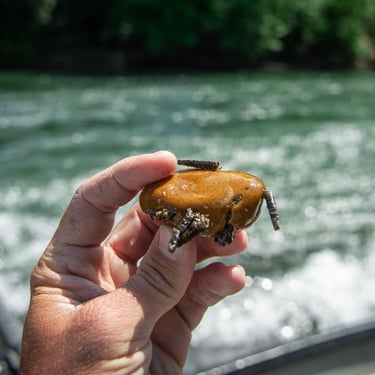 Cased Caddis fly larva from the Watauga River.