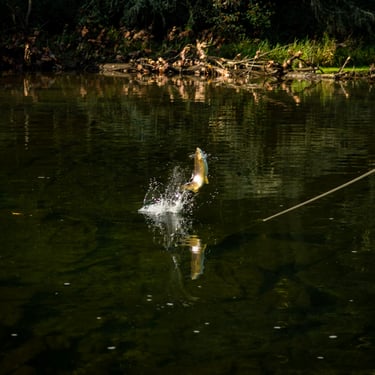 Big brown trout jumps after being hooked.