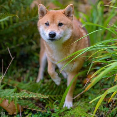 Shiba inu intrigué