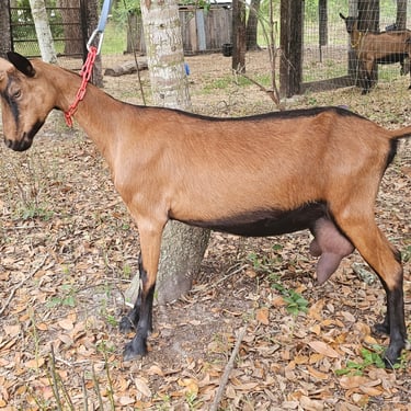 Ruby, Oberhasli doe in milk