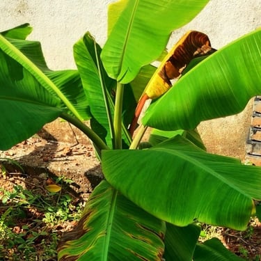 Banana plant affected by Sigatoga Disease