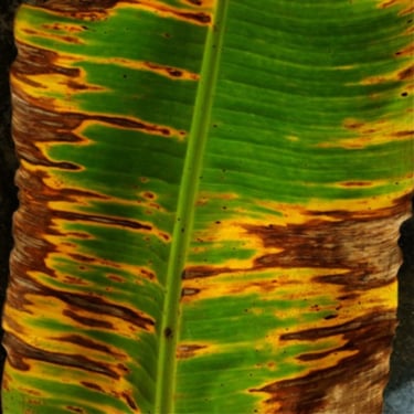 Laaf of banana infected with yellow Sigatoka disease