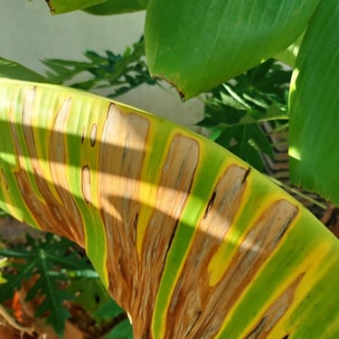 Banana leaf showing advanced stage of Black Sigatoka