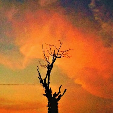 Dried tree look like this during sun set at AMC Godown located at Mallaram, Nizamabad, Telangana