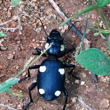 Six spotted beetle noticed in godwn premises of Mallaram, Nizamabad, Telangana