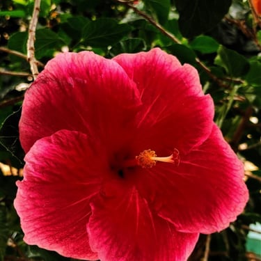 Hawaiian Pink Hibiscus
