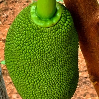 Jackfruit grown in CWC Mahabubnagar, Mahabubnagar, Telanagana