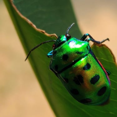 Jewel beetle noticed in premises of CWC Mahabubnagar