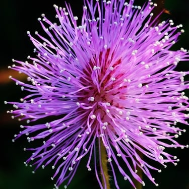 Single flower of Mimosa pudica