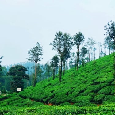 view of tea estate
