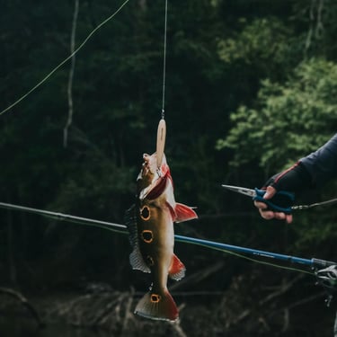 a man holding a fishing rod and a fish