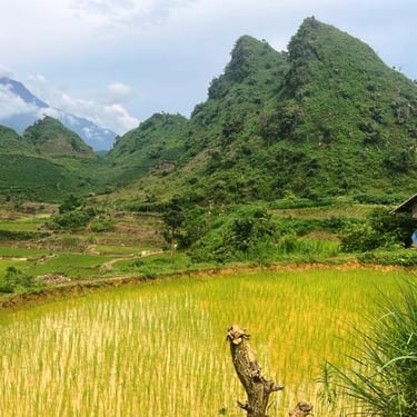 Rice terraces Lai Chau North Vietnam
