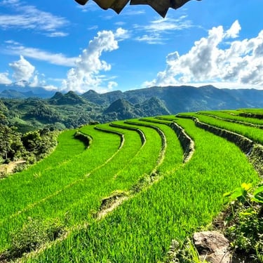 Rice terraces Lai Chau North Vietnam