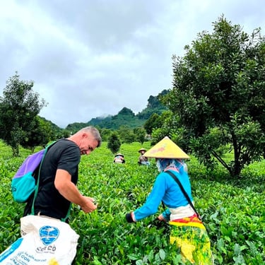 Tea plantation harvest Lai Chau North Vietnam