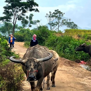 Buffalo Lai Chau North Vietnam