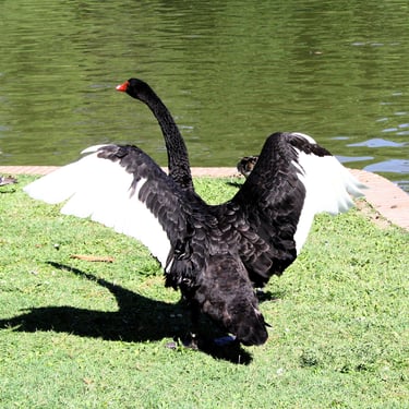 Cisne negro