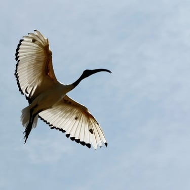 Ibis