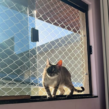 Pet no parapeito com rede de proteção ao fundo.