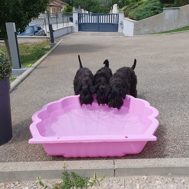 Schnauzer dans une piscine