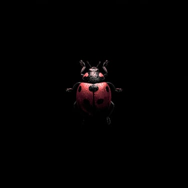 A vibrant ladybug sharply detailed against a pitch-black background, its glossy shell catching dramatic highlight