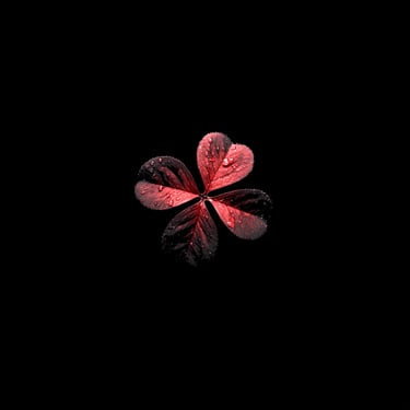 A vibrant red four-leaf clover, its delicate textures highlighted by a single light source against a dark background