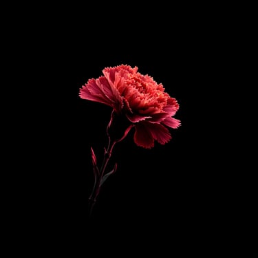 A single, vibrant crimson and coral marigold blossom glowing under dramatic lighting against a solid black background.