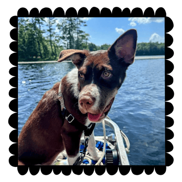 Kat's dog Fern, a girl who loves to chew on bones and play