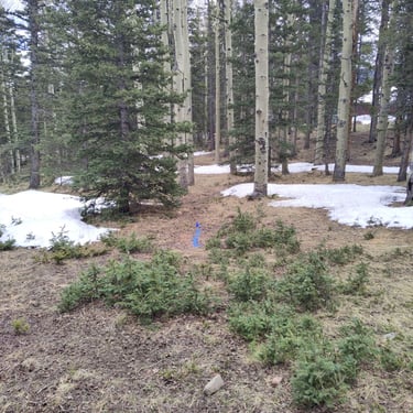 Leak marked in blue paint in what looks to be a forested area