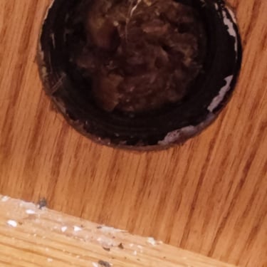 pluged hole in wood