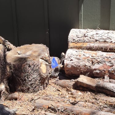 flag marking leak in a pile of wood