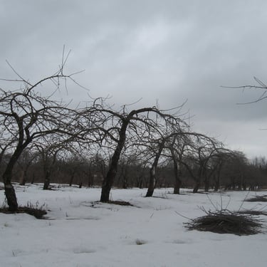 Vanade õunapuude lõikus. Vähem vesivõsusid, saak madalamaks ja puu kergesti hooldatavaks.