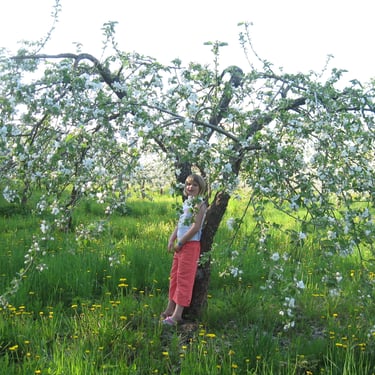 Aianõunik. Vanade õunapuude lõikamine. soodustab õiepungi, rohkem saaki, mugav korjamine