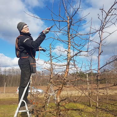 Kalmer Kasvand Tüvekeskne õunapuude lõikamine, rohkem saaki