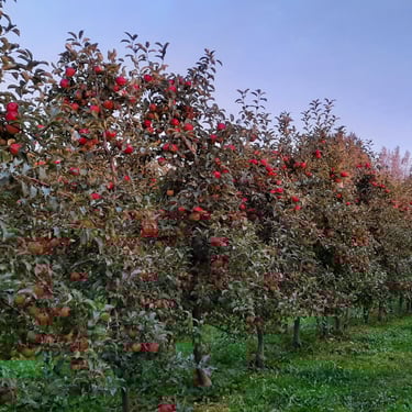 Tüvekeskne lõikusviis. Mugav, kiire korjata, suur kvaliteetne saak.