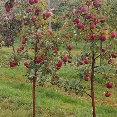 Õunapuude lõikamine, aianõunik, suur kvaliteetne saak, käeulatuses.