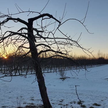 Õunapuude lõikamine, viljapuude hooldus, tüvekeskne lõikus stiil, mugav kompaktne puu kvaliteetsete õunte korjamiseks.