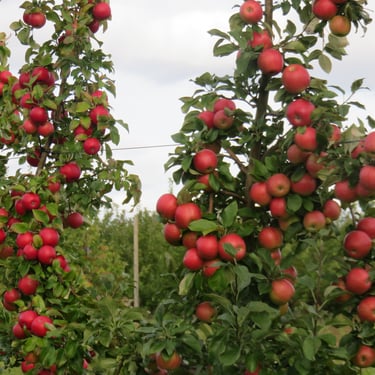Aianõunik.com Tüvekeskne lõikusstiil, õunapuude lõikus teenus,