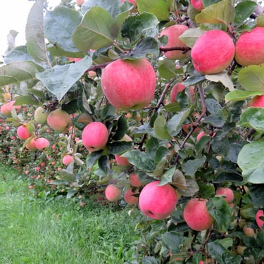 Tüvekskse õunapuude lõikamisega saavutatud kenad ladvaõunad, mida saab korjata madalalt, mugavalt ja kiirelt
