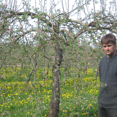 Kalmer Kasvand. Proffessionaalne 25 aastase kogemusega tüvekeskne lõikusstiil. Efektiivne vana õunapuu noorenduslõikus.