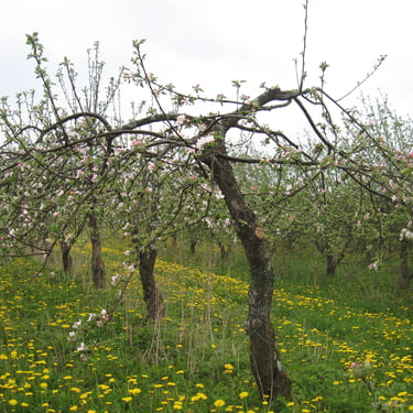 Aianõunik. Kalmer Kasvand. Tüvekeskse lõikusstiili maaletooja. Vana õunapuu noorenduslõikus. Suur saak. Iga aastane kandvus