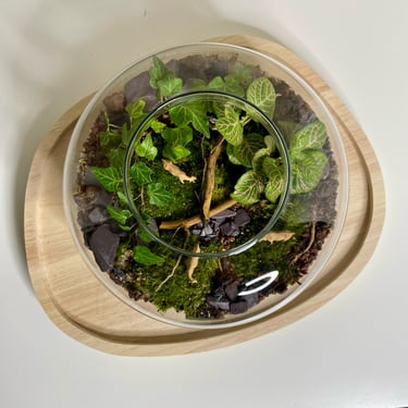 Terrarium vaches Bocal terrarium